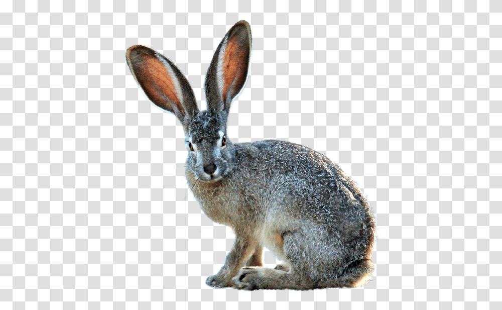 Isolated Hare Nature Black Tailed Jackrabbit White Background, Rodent, Mammal, Animal, Antelope Transparent Png