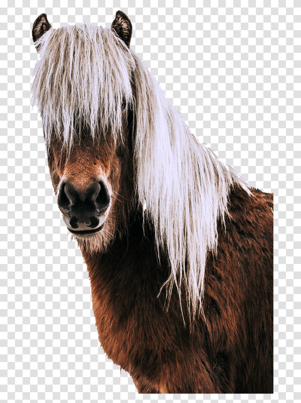 Isolated Horse Animal Free Picture Real Horse Head Pictures On Background, Mammal, Colt Horse, Stallion, Foal Transparent Png