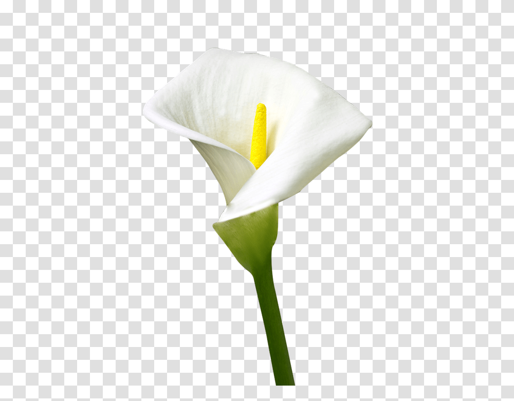 Isolated Lily 960, Flower, Plant, Blossom, Araceae Transparent Png
