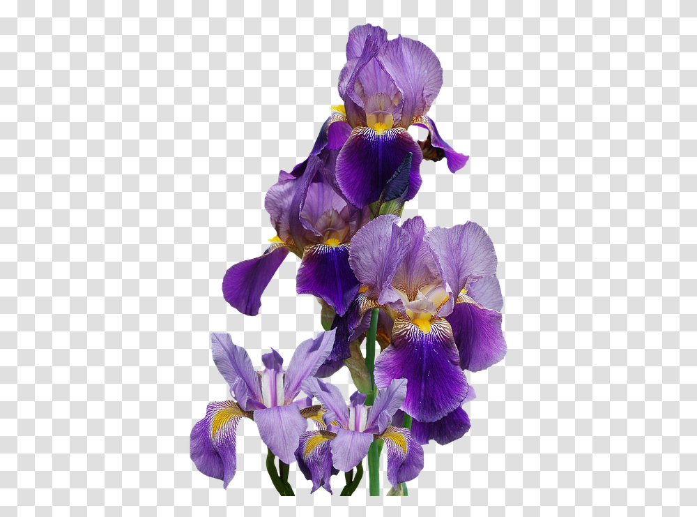 Isolated Nature Blue Flower Iris Iris Flowers Background, Plant, Blossom, Petal, Purple Transparent Png