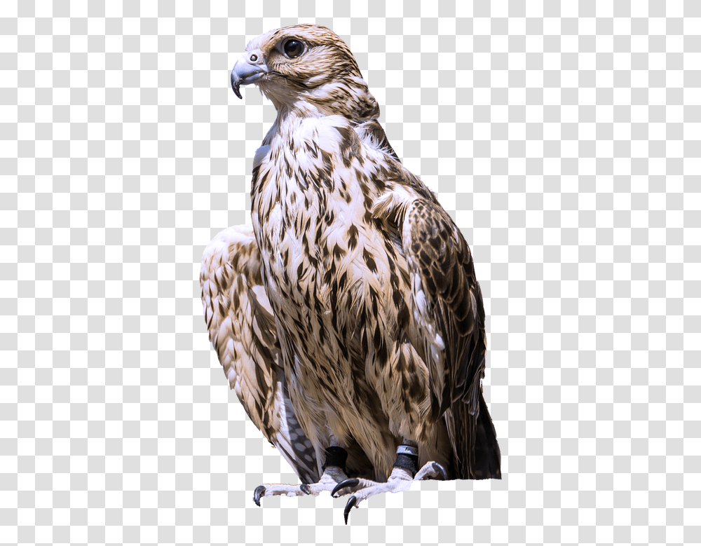 Isolated Raptor Bird Of Prey Bird Of Prey, Buzzard, Hawk, Animal, Vulture Transparent Png