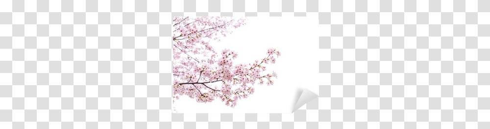 Isolated Sakura Tree Wall Mural Sakura Arbol, Plant, Flower, Blossom, Cherry Blossom Transparent Png