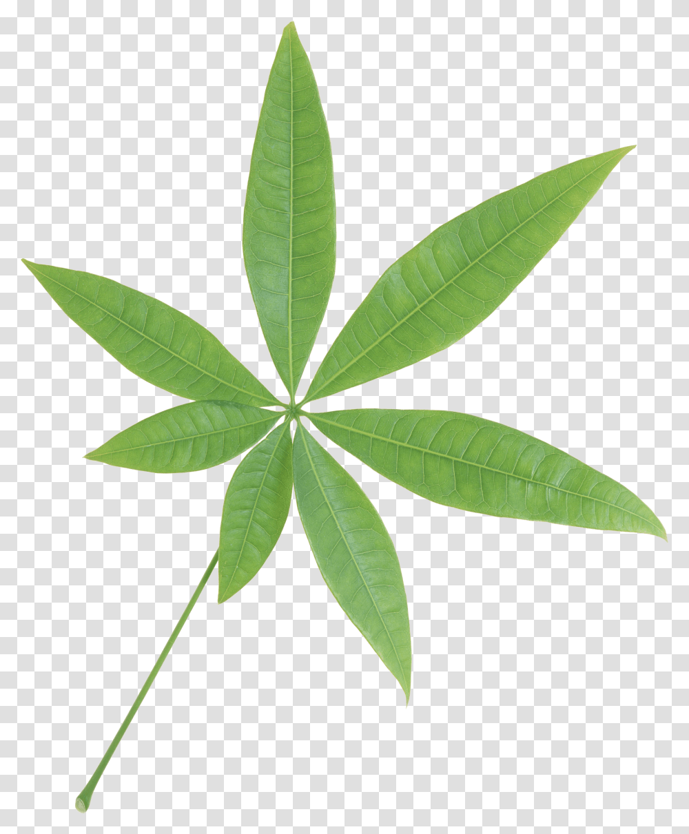 Isolated Star Green Leaf, Plant, Hemp, Weed Transparent Png