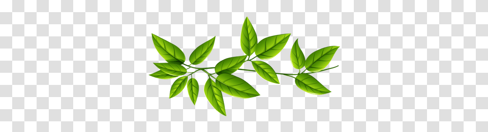 Isolated Star Green Leaf Stickpng Free, Plant, Vase, Jar, Pottery Transparent Png