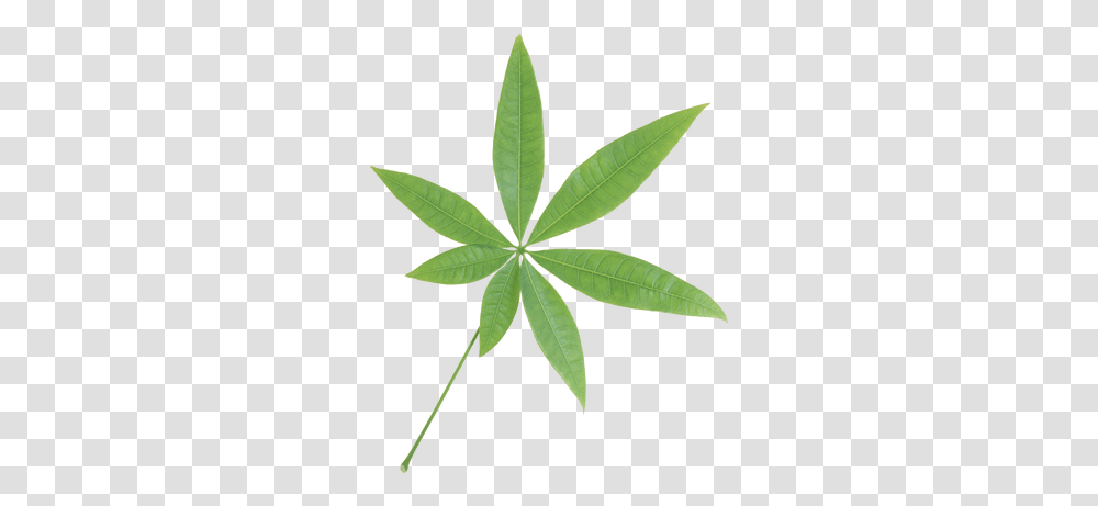 Isolated Star Green Leaf Stickpng Plants With Seven Leaves, Weed, Hemp, Pottery, Jar Transparent Png