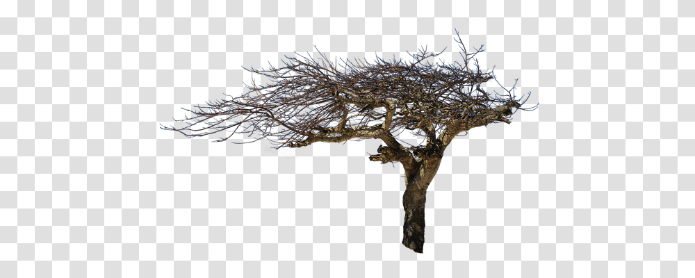 Isolated Tree Nature, Sea, Outdoors, Water Transparent Png