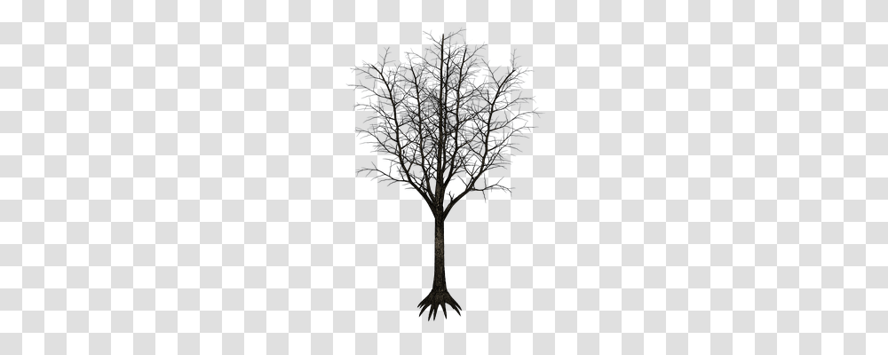 Isolated Tree Technology, Plant, Outdoors, Nature Transparent Png