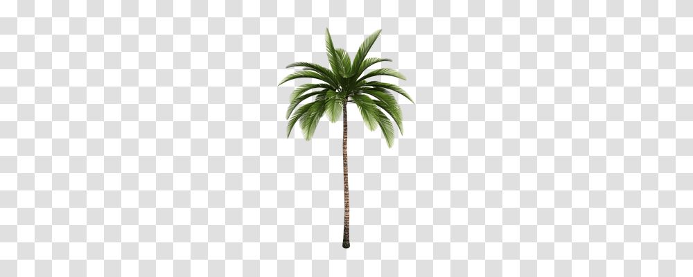 Isolated Tree Technology, Palm Tree, Plant, Arecaceae Transparent Png
