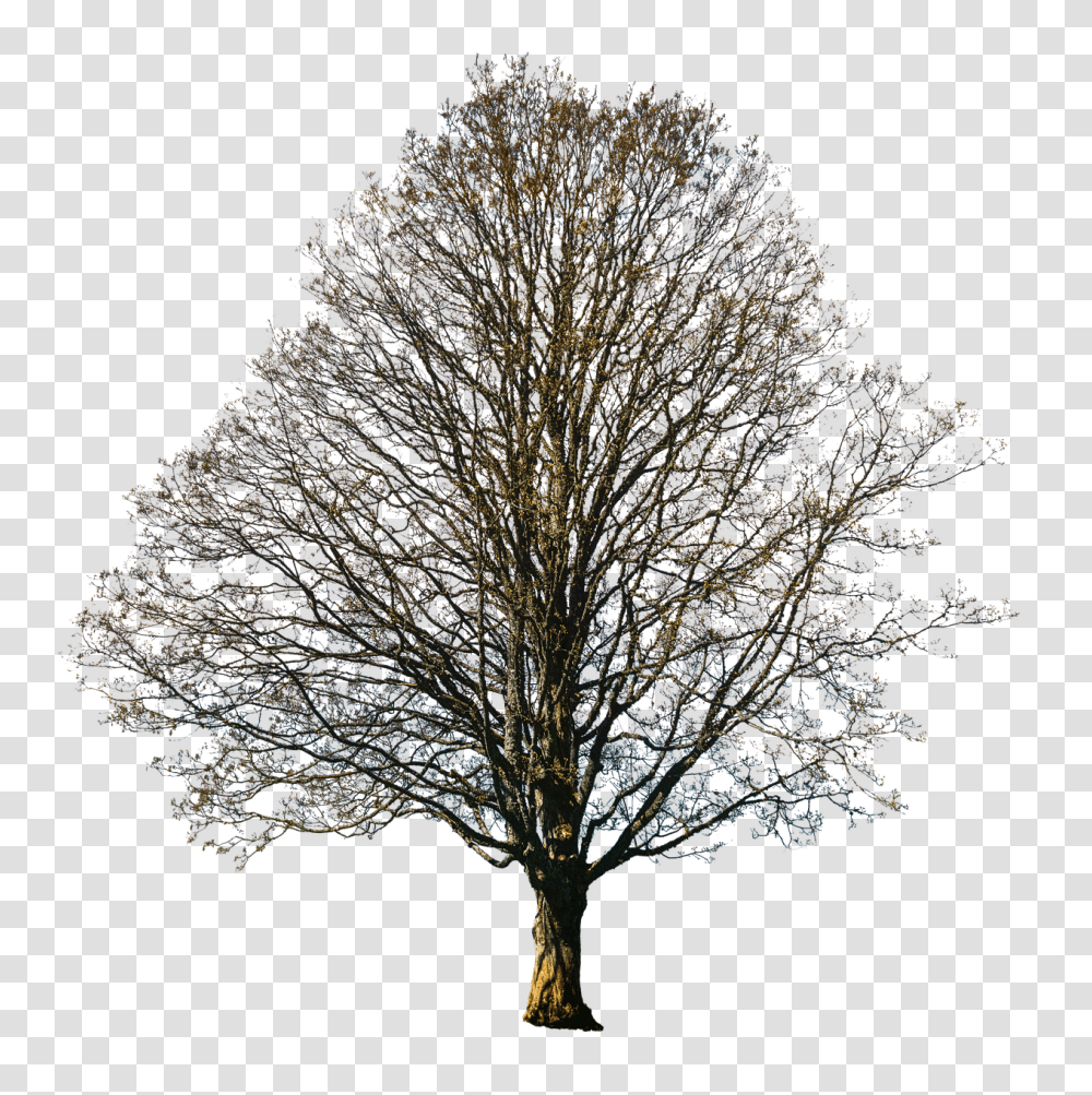 Isolated Tree Nature, Plant, Tree Trunk Transparent Png
