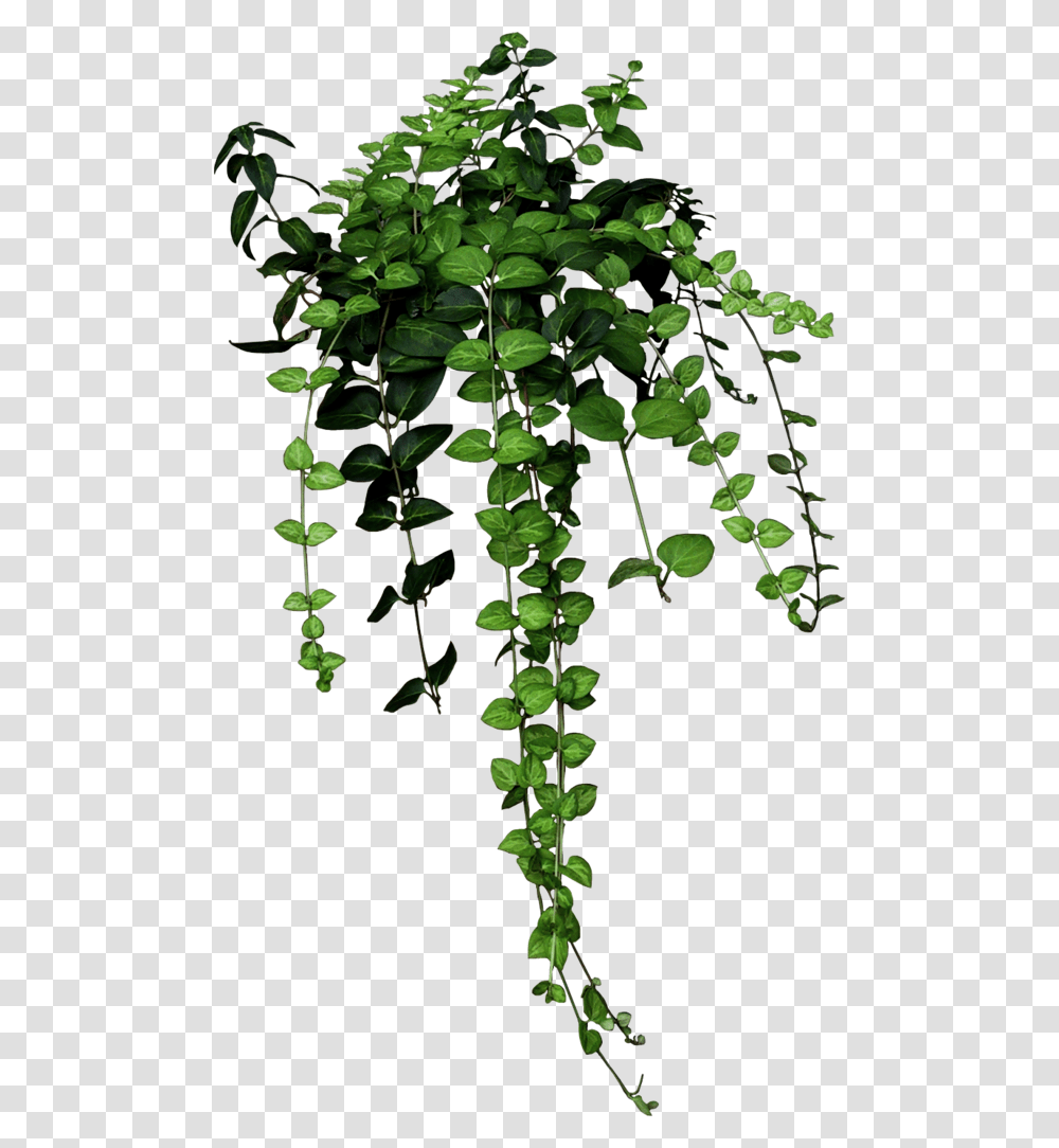 Isolated Tree Aesthetic Branches Palm Palm Tree, Plant, Leaf, Vine, Ivy Transparent Png