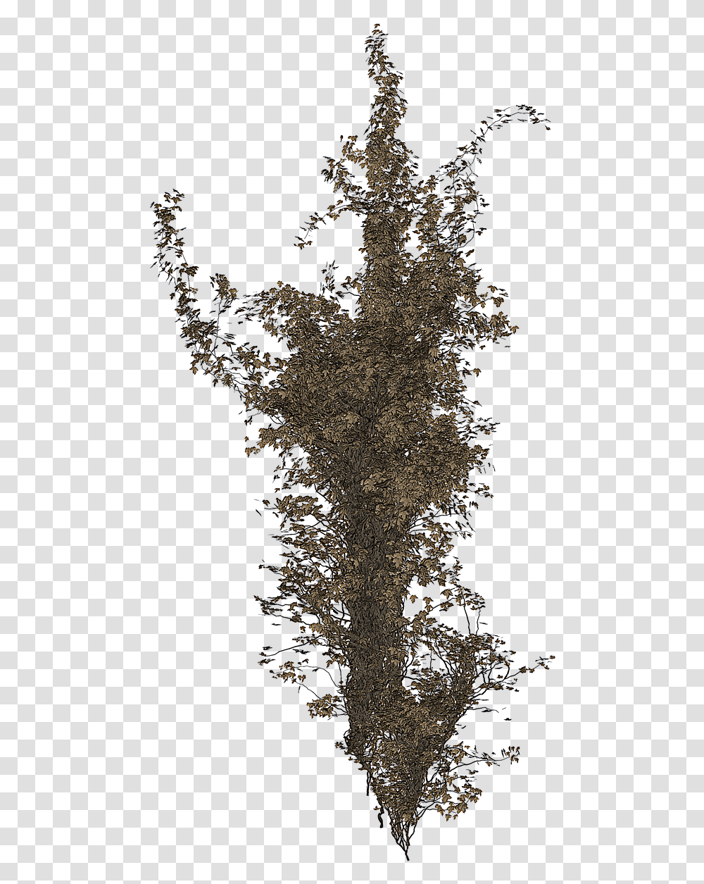 Isolated Tree Ivy Tree Portable Network Graphics, Nature, Outdoors, Landscape, Scenery Transparent Png