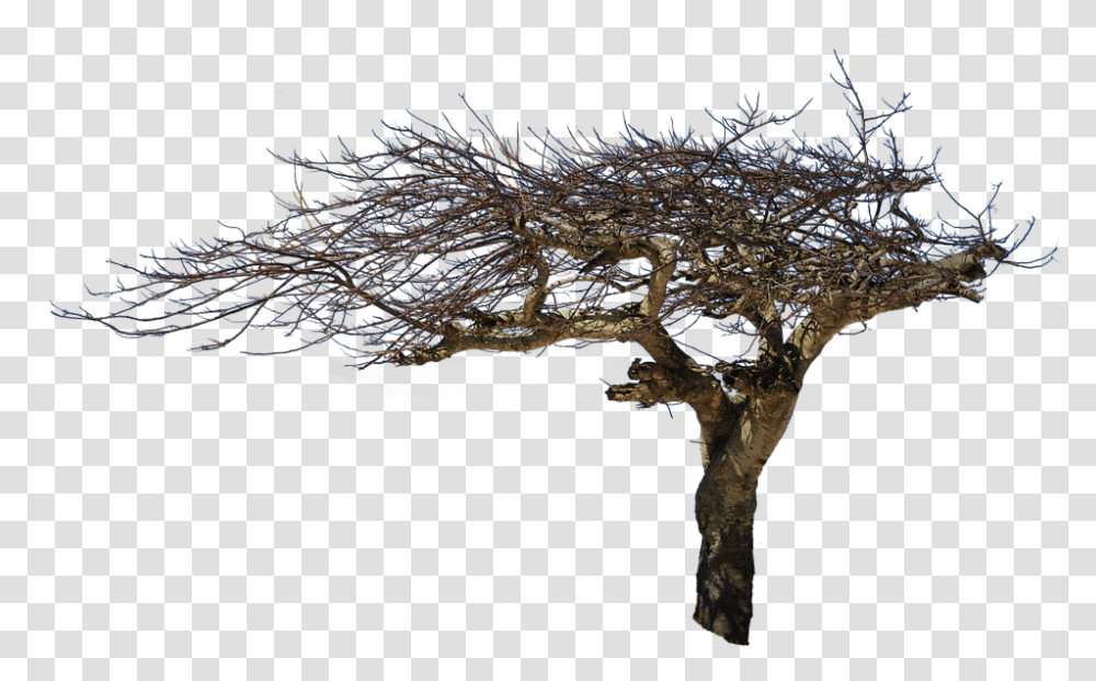 Isolated Tree Natural Wood Creepy Tree In, Nature, Plant, Outdoors, Scenery Transparent Png