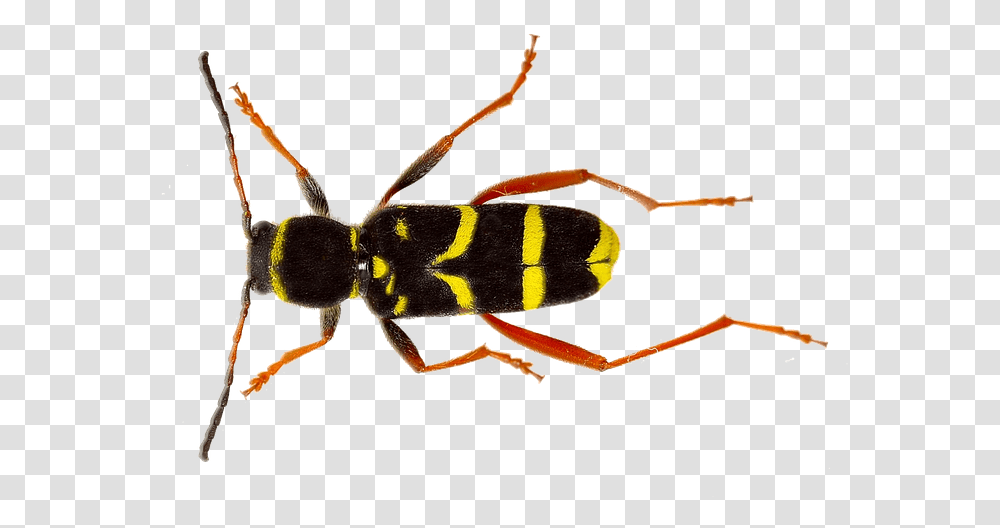 Isolated Wasp Insect Nature Close Up Macro Insect, Bee, Invertebrate, Animal, Andrena Transparent Png