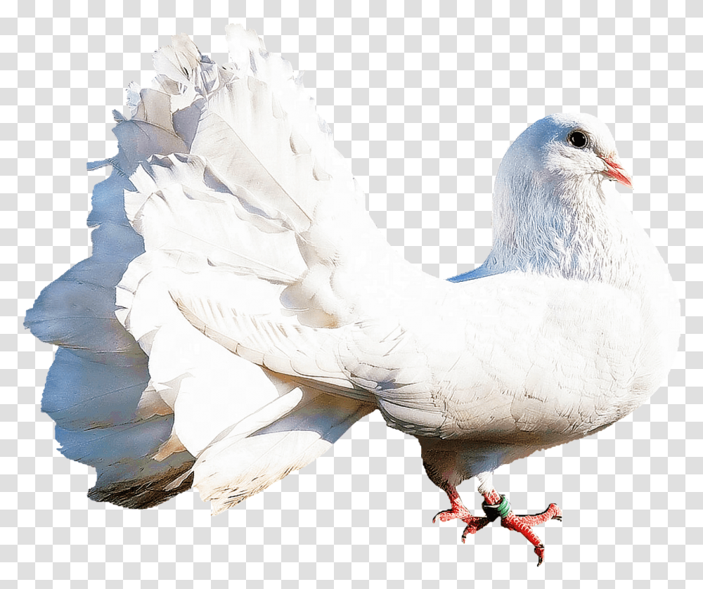 Isolated White Dove Bird Nature Dove Nature, Animal, Pigeon Transparent Png