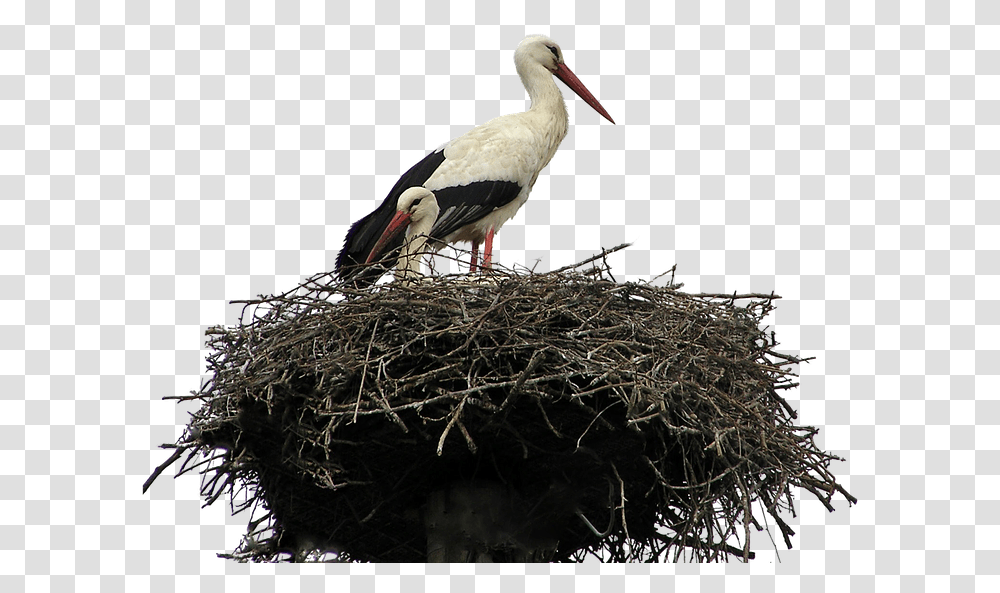 Isolated White Stork Nest Bird Nature Wildlife, Animal, Bird Nest, Beak Transparent Png