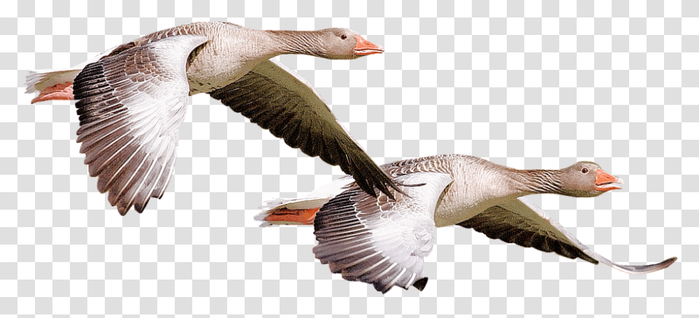 Isolated Wild Duck Bird Nature Animal Fauna, Goose, Anseriformes, Waterfowl Transparent Png