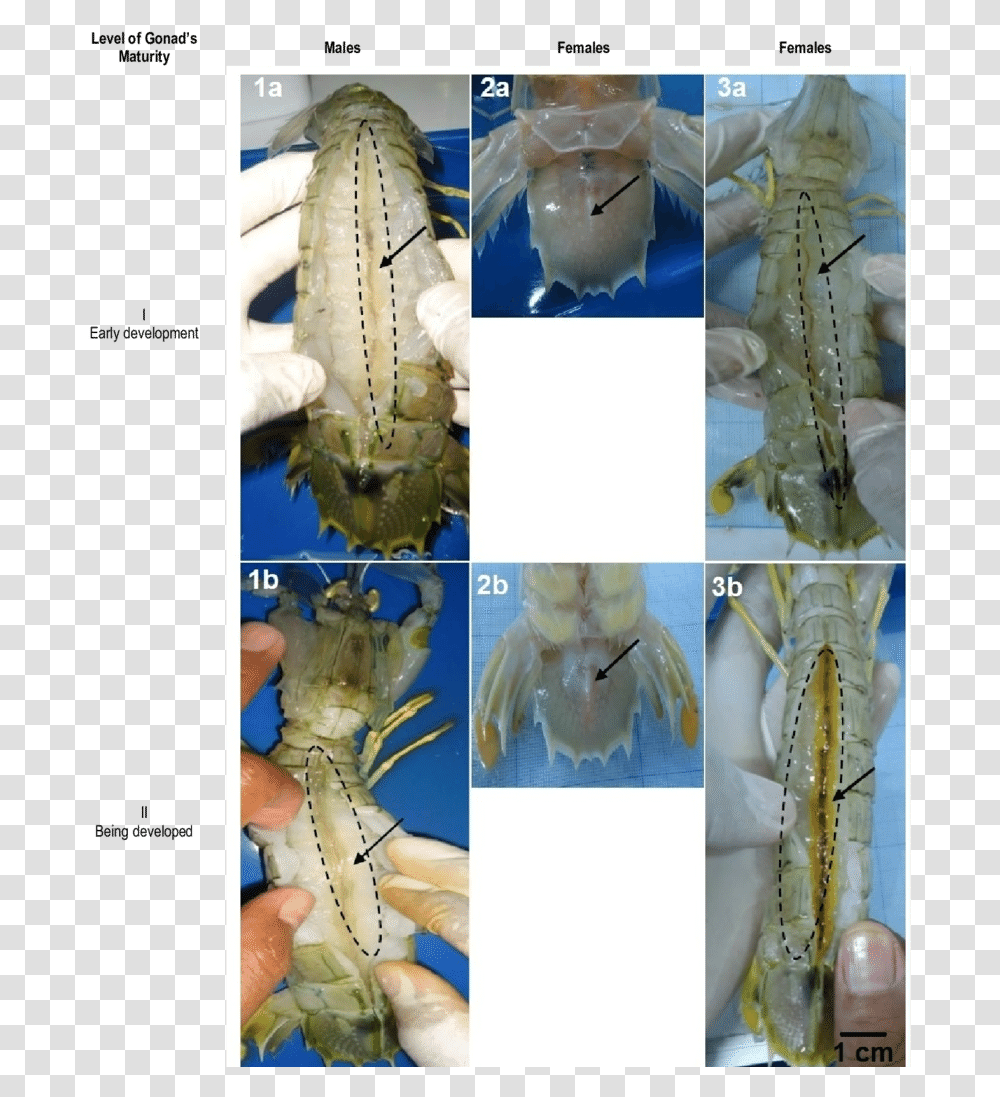Isopod, Seafood, Sea Life, Animal, Crawdad Transparent Png