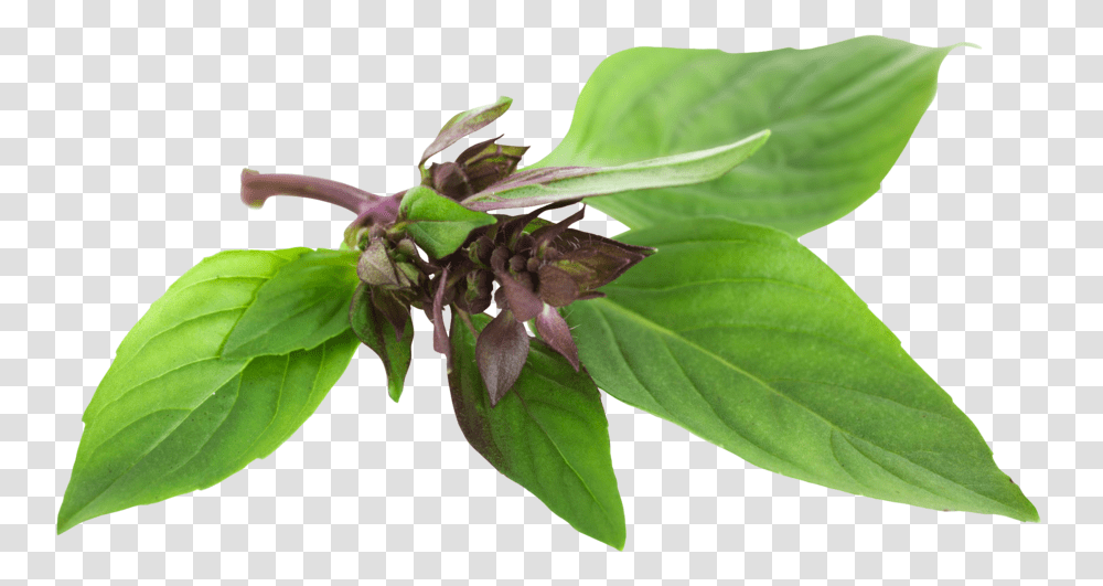 Istock Basil, Leaf, Plant, Flower, Acanthaceae Transparent Png