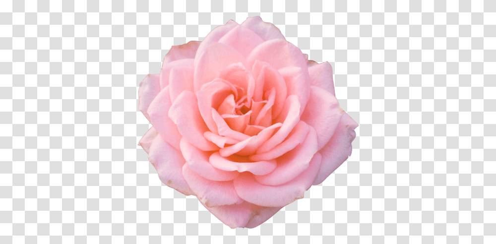 Istock Images Roses, Flower, Plant, Blossom, Petal Transparent Png