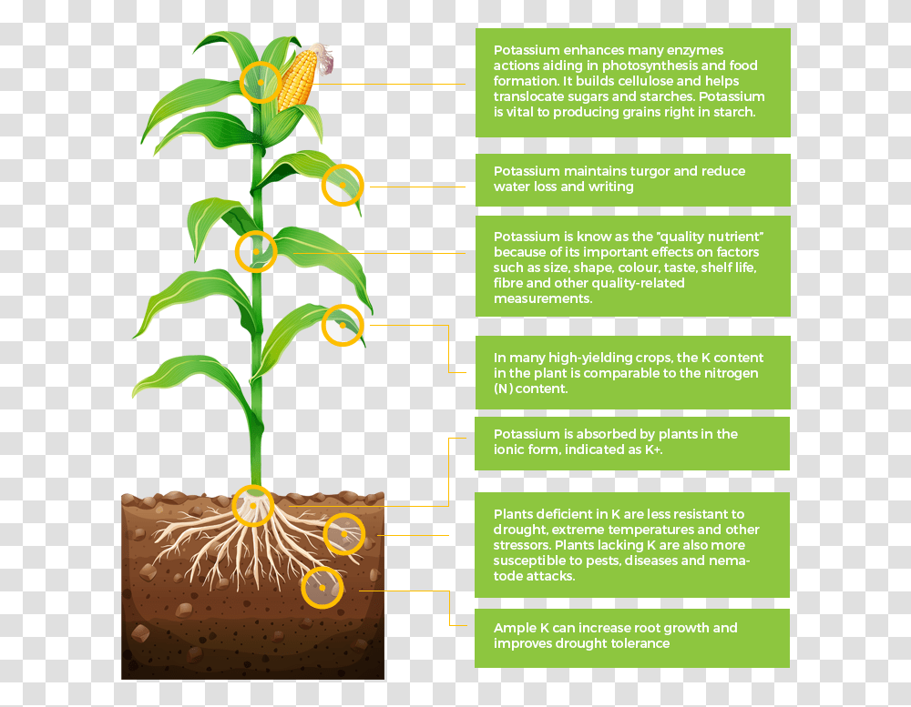 It Plays A Part In Many Important Regulatory Roles Need Of Potassium For Plants Growth, Poster, Advertisement, Flyer, Paper Transparent Png