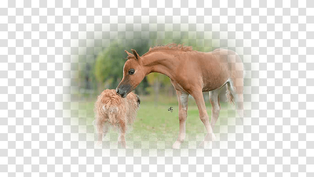 It Was An Amazing Foaling Season Most Of Them Are Offered Foal, Horse, Mammal, Animal, Antelope Transparent Png