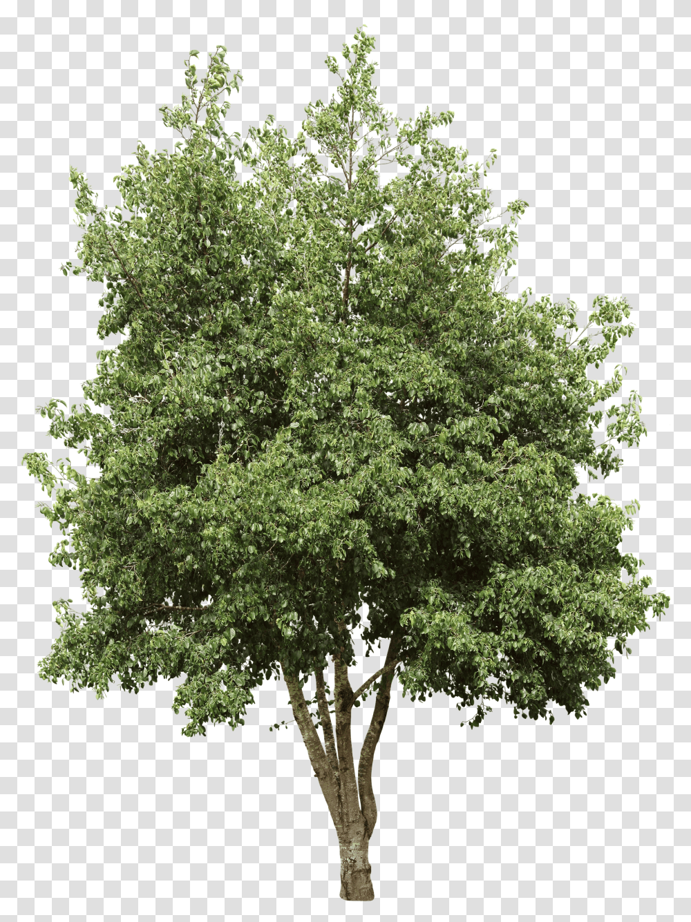 Italian Alder High Resolution Birch Tree Transparent Png