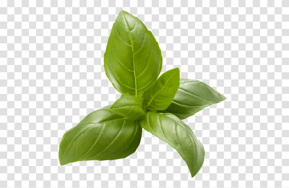Italian Basil, Leaf, Plant, Vase, Jar Transparent Png