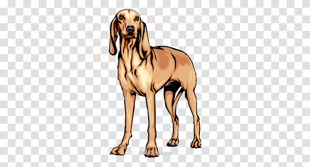 Italian Hound Royalty Free Vector Clip Art Illustration, Dog, Pet, Canine, Animal Transparent Png