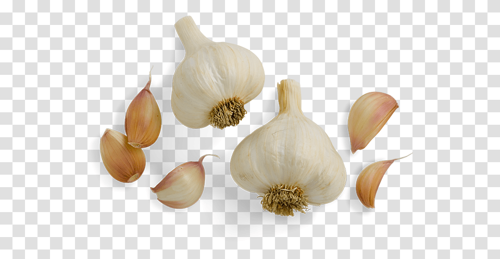 Italian Sausage Vermont Smoke Cure Garlic, Plant, Vegetable, Food, Fungus Transparent Png