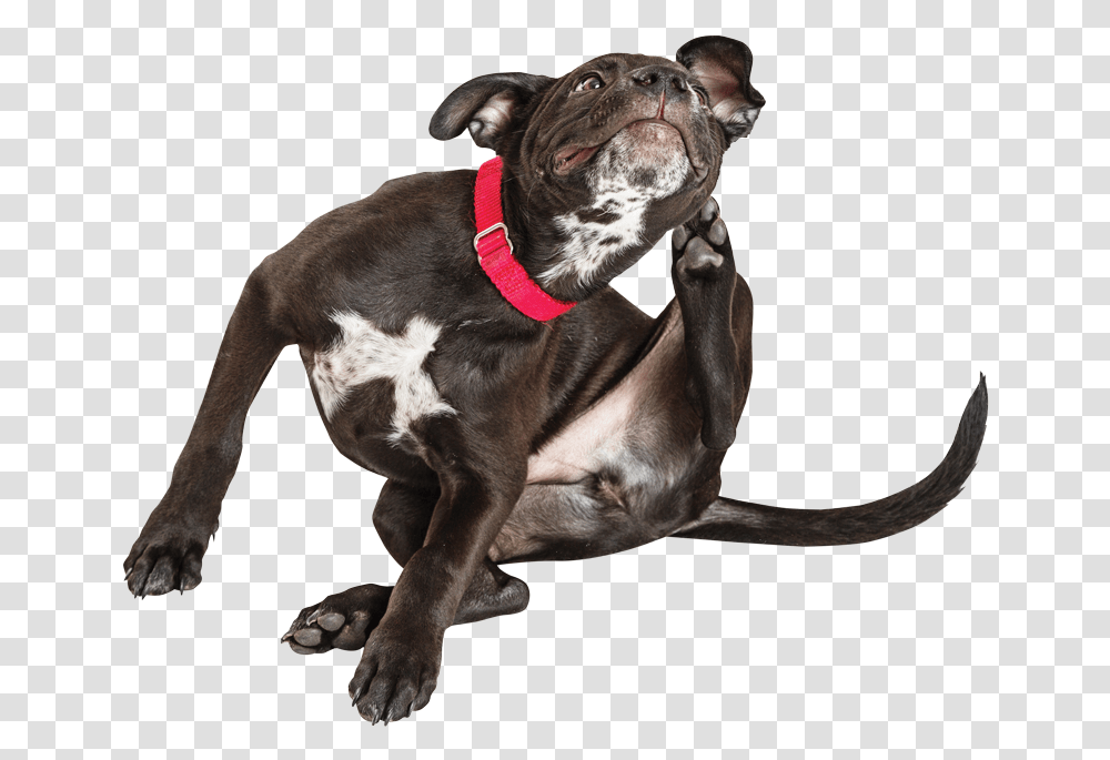 Itching Dog, Pet, Canine, Animal, Mammal Transparent Png