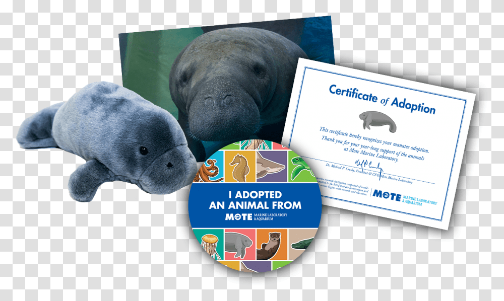 Items Included In Buddy Package Adopt A Jellyfish Certificate, Mammal, Animal, Manatee, Bear Transparent Png
