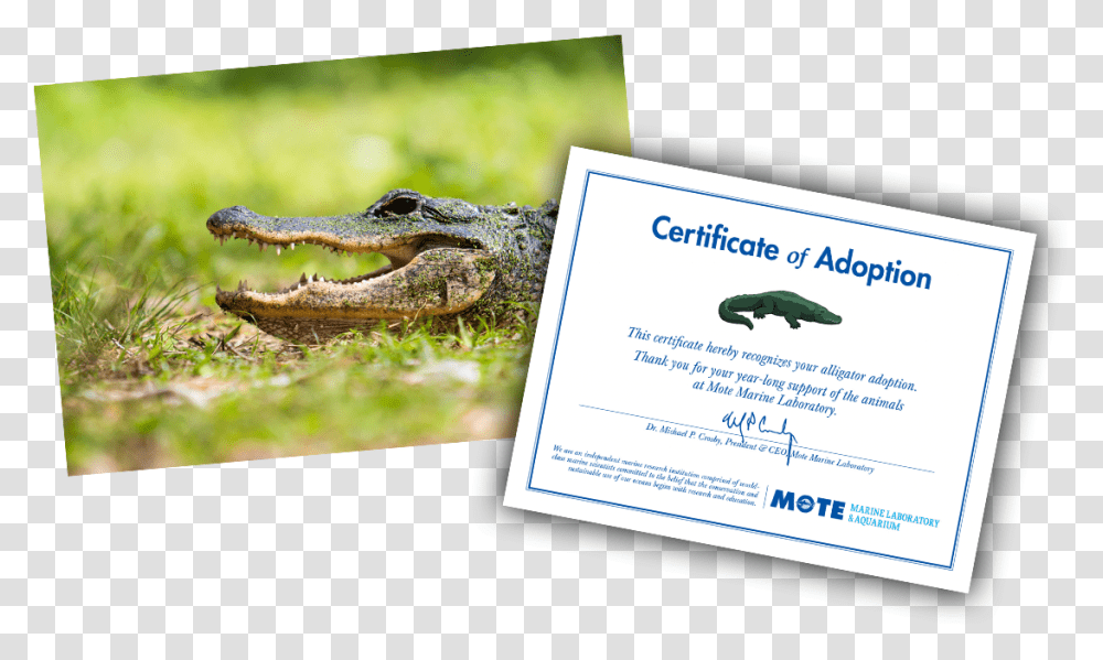 Items Included In E Pal Package Mote Aquarium Rose Alligator, Lizard, Reptile, Animal, Business Card Transparent Png