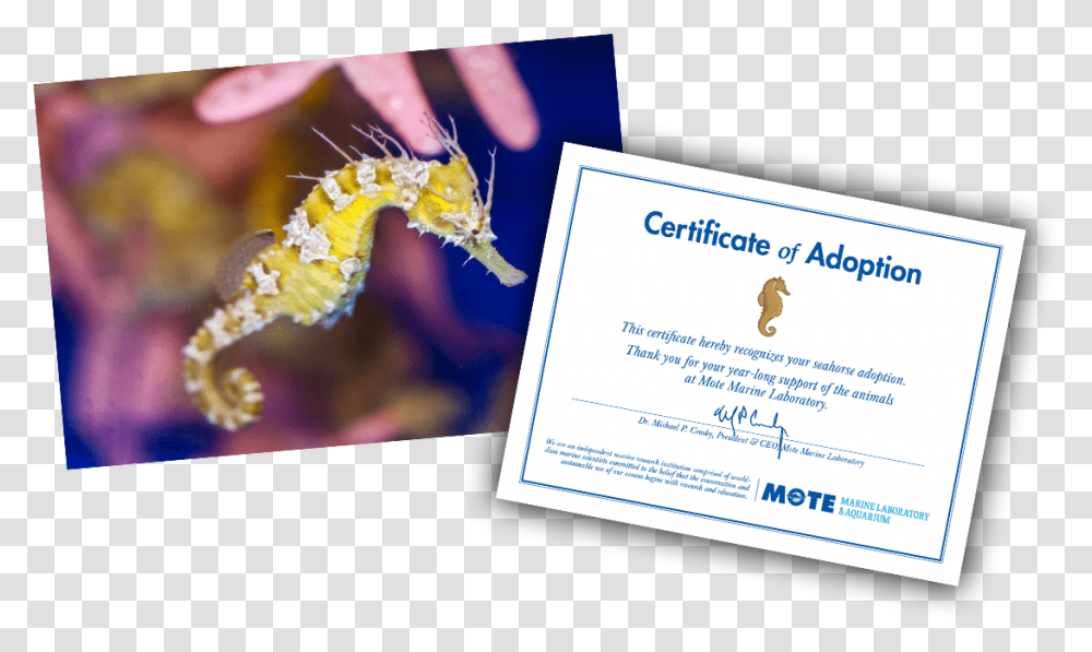 Items Included In E Pal Package Northern Seahorse, Sea Life, Animal, Mammal, Business Card Transparent Png