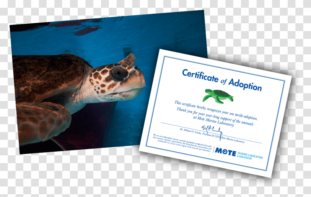 Items Included In E Pal Package Sea Turtle Adoption Certificate, Sea Life, Animal, Reptile, Tortoise Transparent Png
