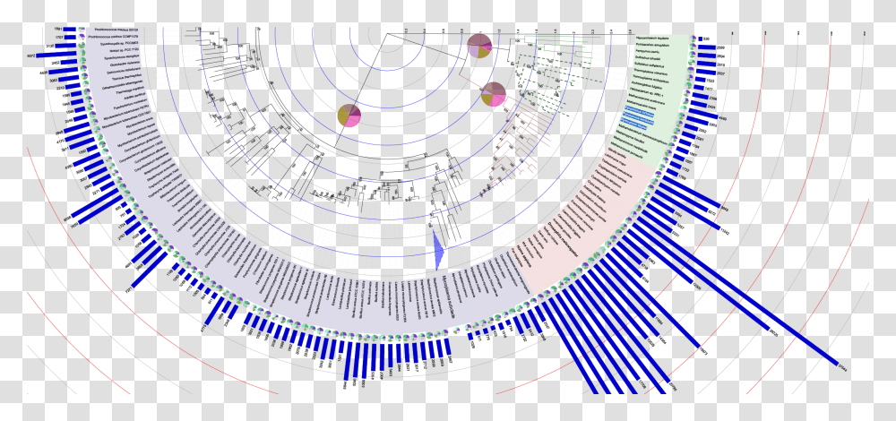 Itol Interactive Tree Of Life Phylogenetic Tree Circular Annotation, Spiral, Astronomy, Outdoors, Outer Space Transparent Png