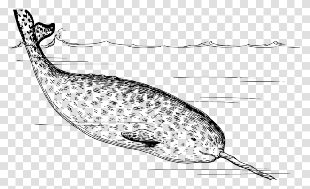 Its A Tooth Black And White Narwhal, Gray, World Of Warcraft Transparent Png