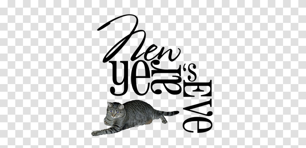 Its New Years Eve, Cat, Pet, Mammal, Animal Transparent Png