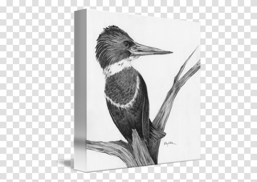 Ivory Billed Woodpecker, Bird, Animal, Beak Transparent Png