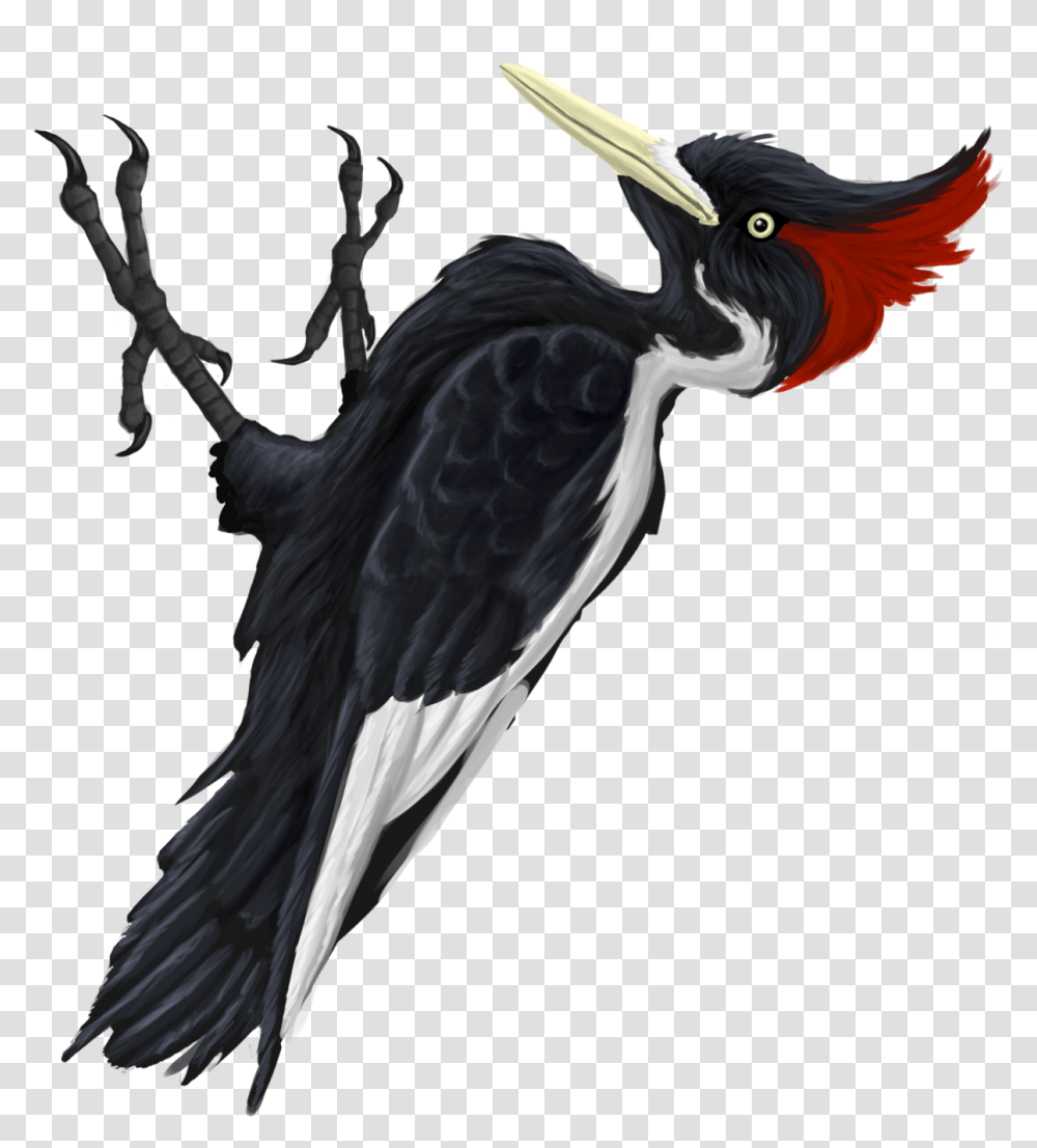 Ivory Billed Woodpecker, Bird, Animal, Waterfowl, Heron Transparent Png