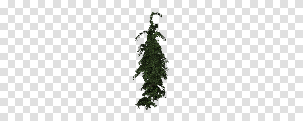 Ivy Nature, Tree, Plant, Conifer Transparent Png