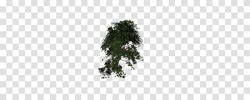 Ivy Nature, Tree, Plant, Conifer Transparent Png