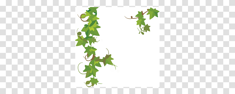 Ivy Plant, Leaf, Vine Transparent Png