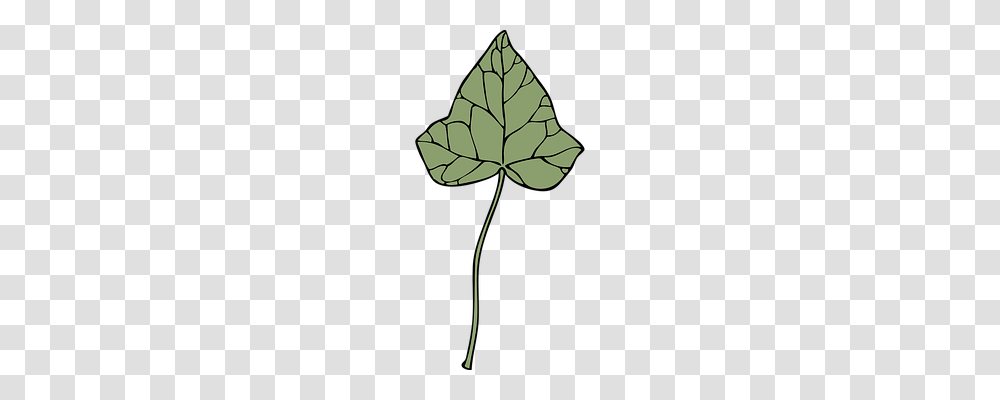 Ivy Nature, Leaf, Plant, Oak Transparent Png