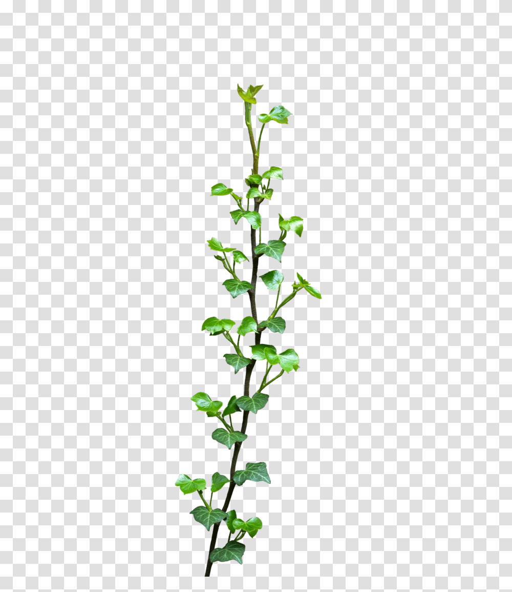 Ivy, Acanthaceae, Flower, Plant, Leaf Transparent Png