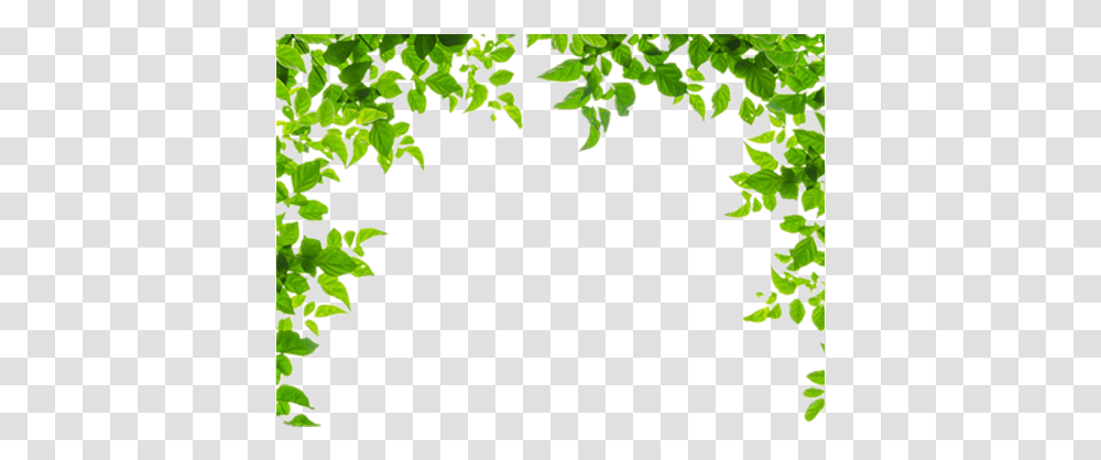 Ivy Border Green Leaves Border, Plant, Leaf, Vine, Vegetation Transparent Png