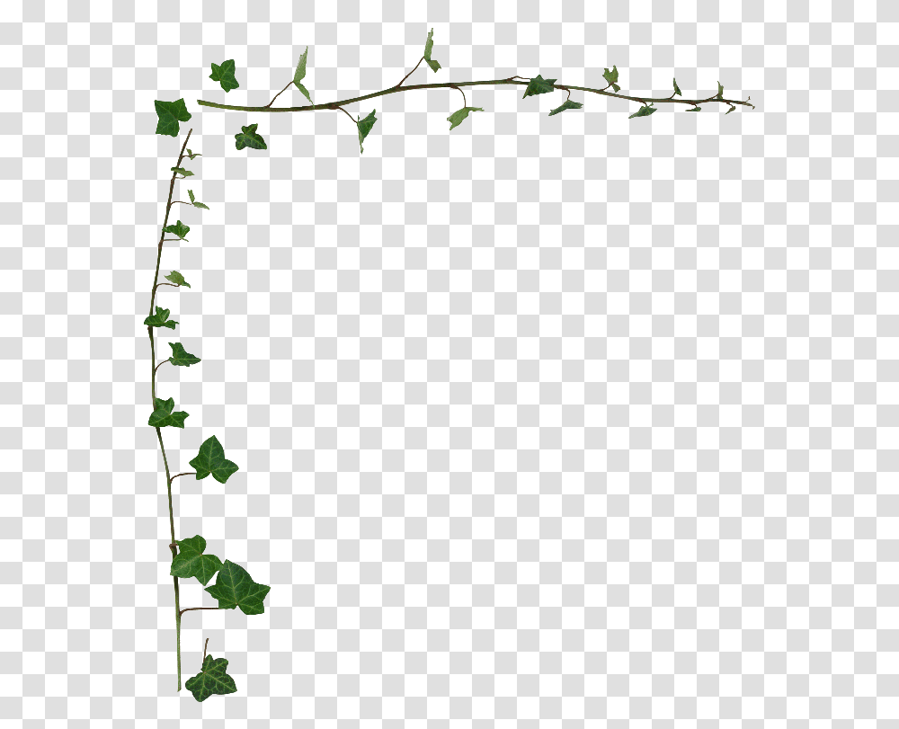 Ivy Border, Plant, Leaf, Vine, Tree Transparent Png