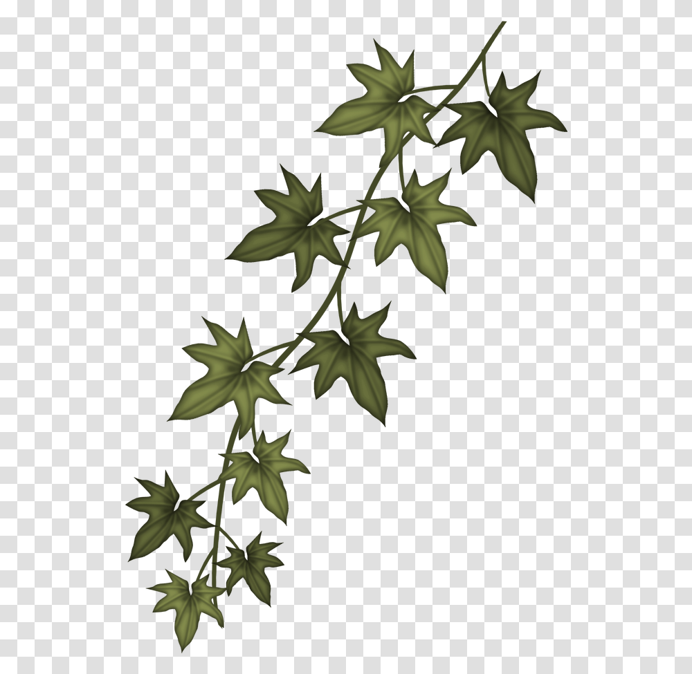 Ivy Clip Art Free, Leaf, Plant, Tree, Flower Transparent Png