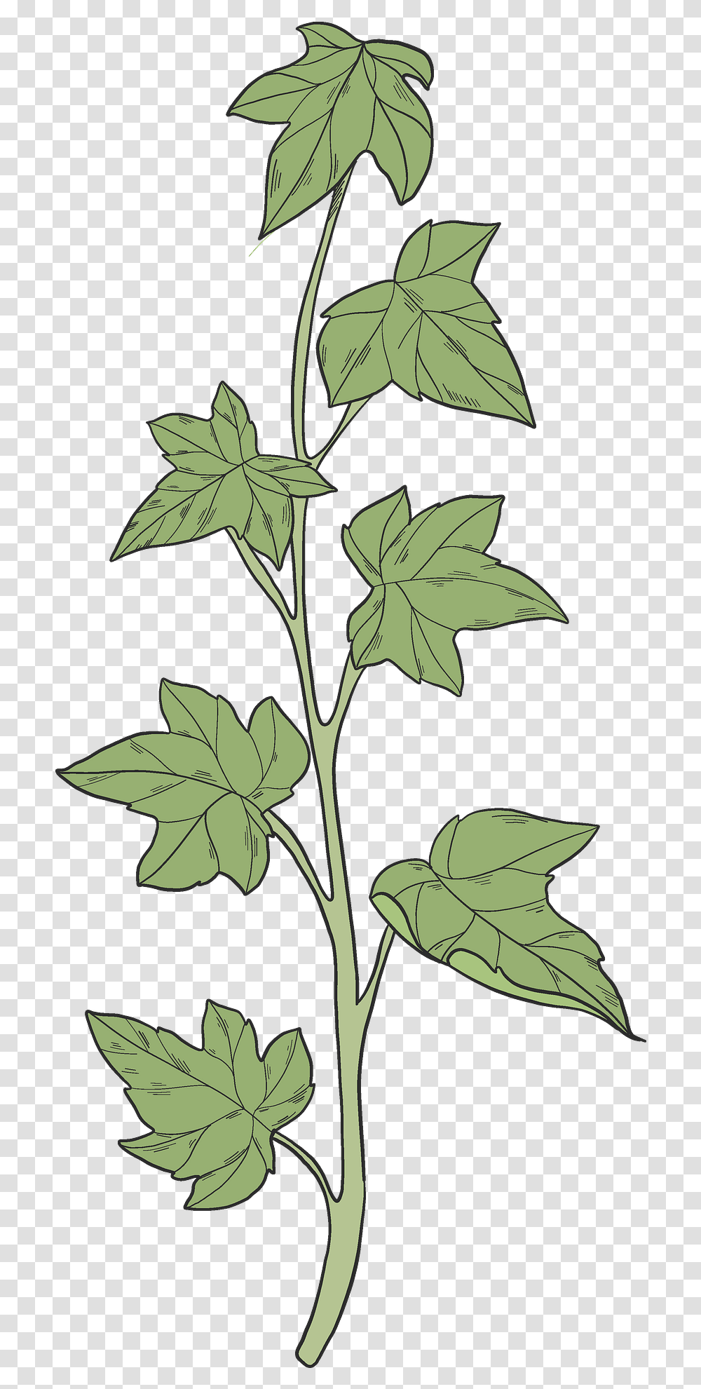 Ivy Clipart Araliaceae, Leaf, Plant, Tree, Oak Transparent Png