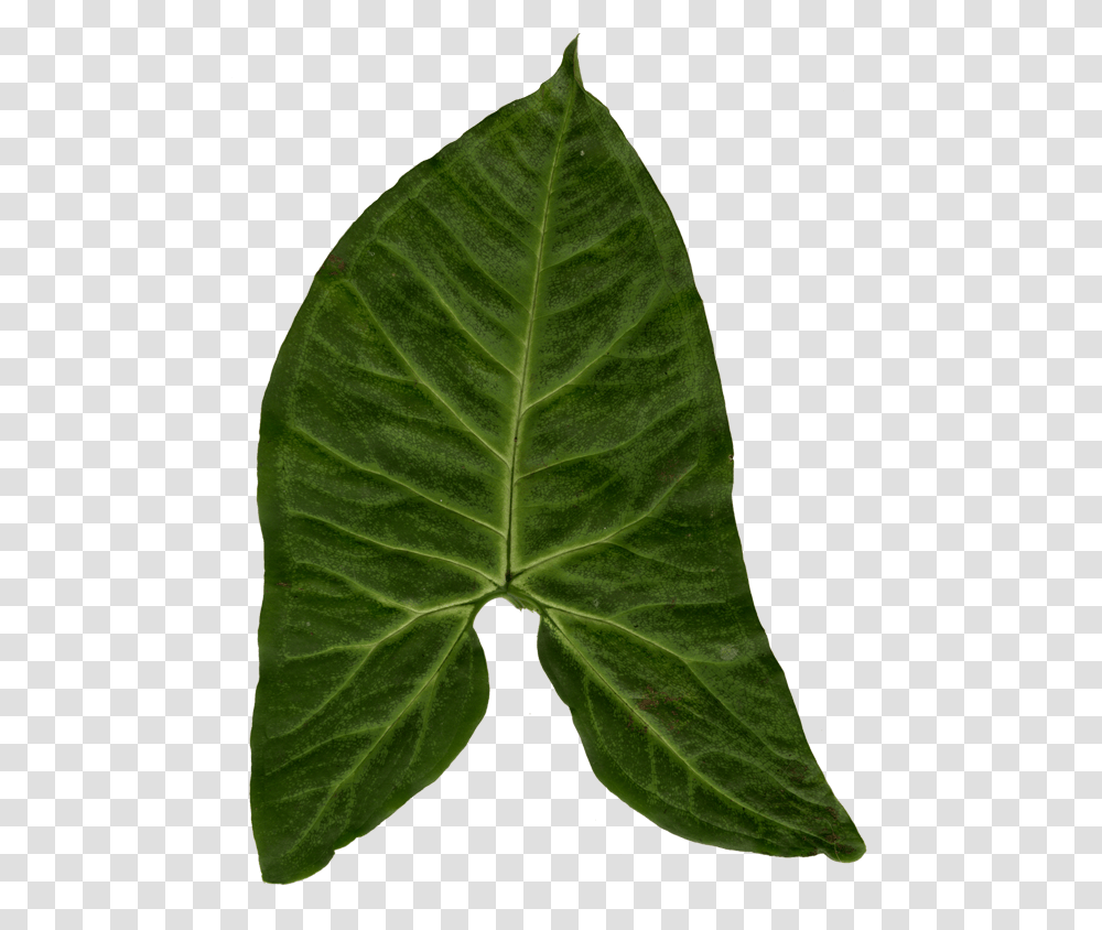 Ivy Clipart Big Leaf Big Leaf Texture, Plant, Veins, Photography, Annonaceae Transparent Png