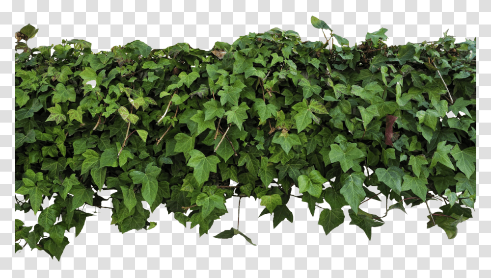Ivy Clipart Download, Plant, Vine, Leaf, Acanthaceae Transparent Png